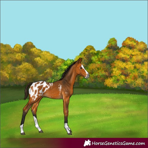 Horse Color:Gray Buckskin Splash Near Leopard