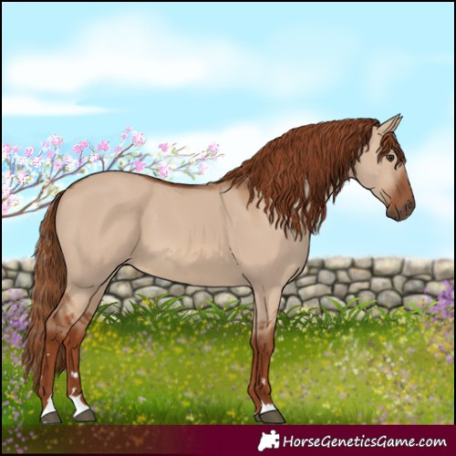 Horse Color:Red Dun 
