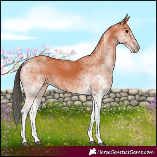Horse Color:White Spotted Bay 