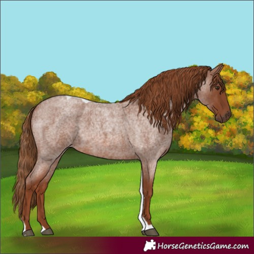 Horse Color:Red Roan Tobiano 