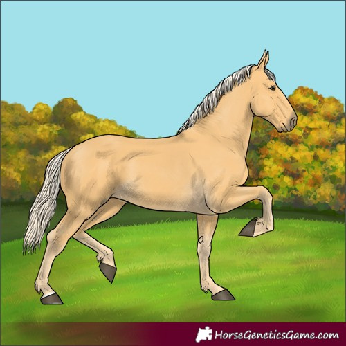 Horse Color:Palomino
