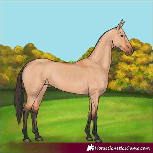 Horse Color:Bay Dun 