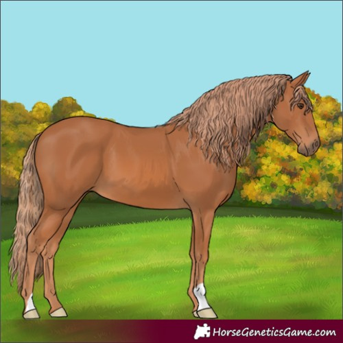 Horse Color:Chestnut 