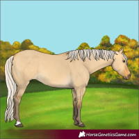 Horse Color:Silver Buckskin Dun 