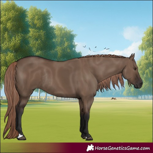 Horse Color:Liver Red Dun Rabicano 