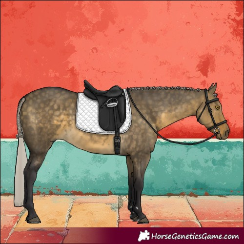 Horse Color:Silver Buckskin Dun Rabicano 