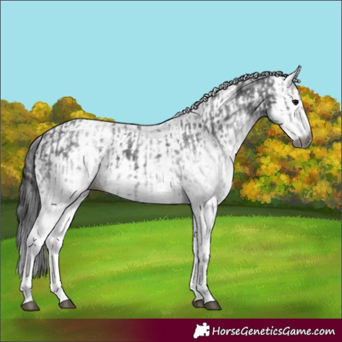 Horse Color:Gray White Spotted Black  and Gray White Spotted Black Rabicano 