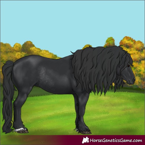 Horse Color:Unknown 