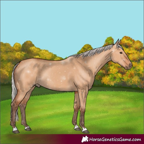 Horse Color:Silver Bay Dun 