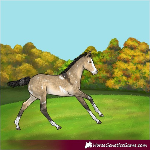 Horse Color:White Spotted Buckskin Dun Splash Rabicano