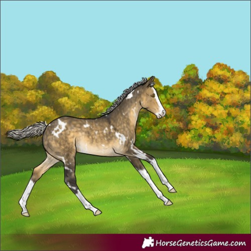 Horse Color:White Spotted Silver Buckskin Dun Splash Rabicano 