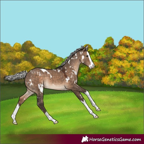 Horse Color:White Spotted Silver Brown Dun Splash Rabicano 