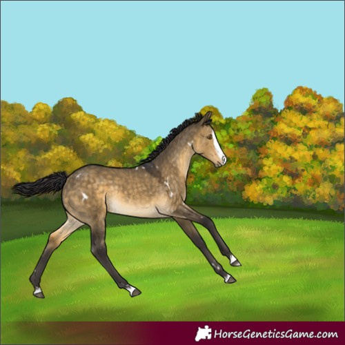 Horse Color:White Spotted Buckskin Dun Splash Rabicano 