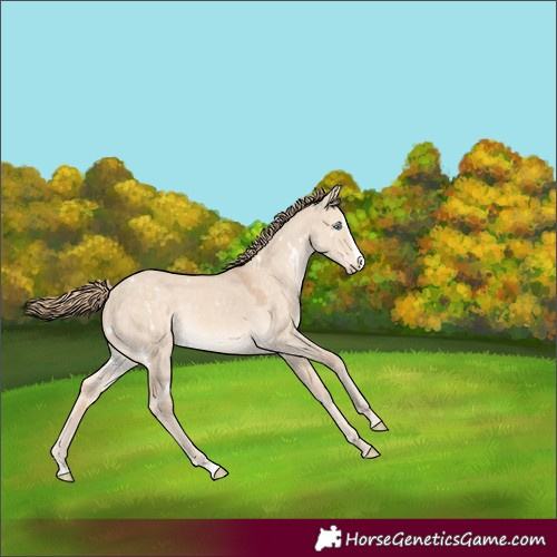 Horse Color:White Spotted Perlino Dun Splash Rabicano 
