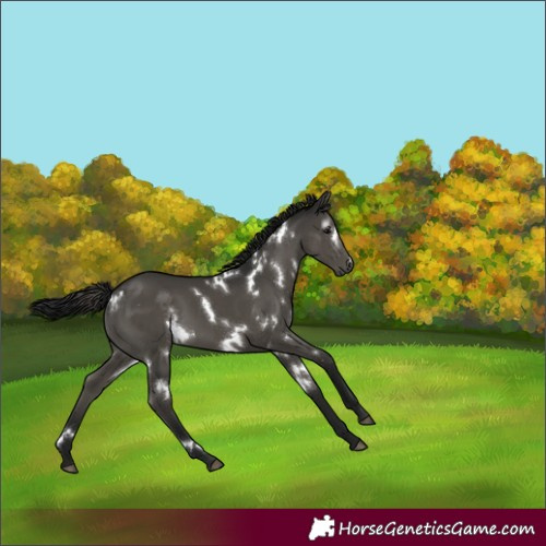 Horse Color:Gray White Spotted Black 
