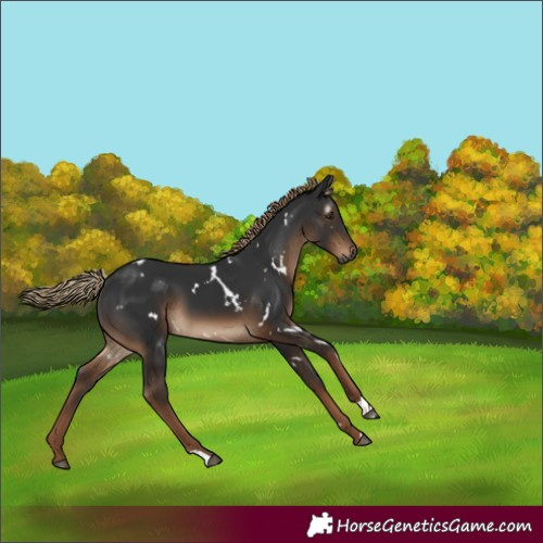 Horse Color:Gray White Spotted Liver Chestnut 