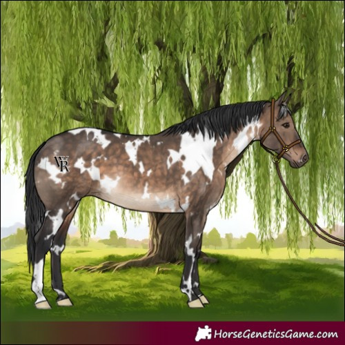Horse Color:White Spotted Brown Dun 