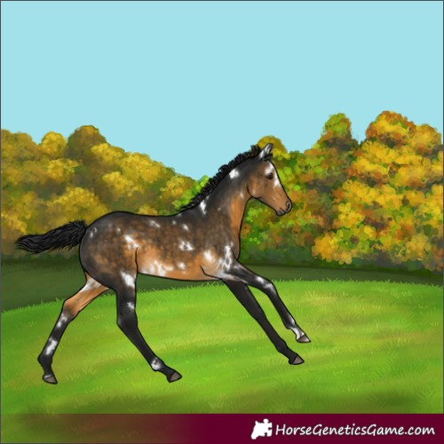 Horse Color:Gray White Spotted Buckskin 