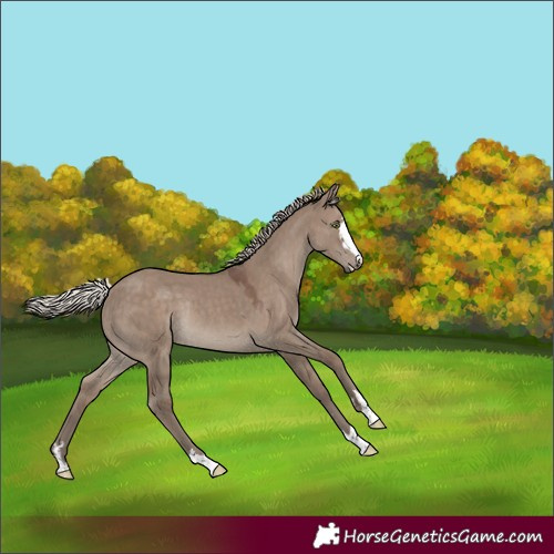 Horse Color:Silver Grullo Rabicano