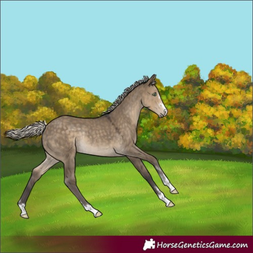 Horse Color:Silver Smoky Grullo Rabicano 