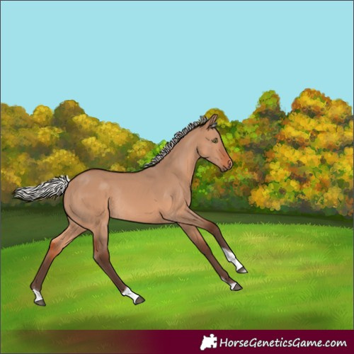 Horse Color:Silver Brown Dun Tobiano Rabicano 