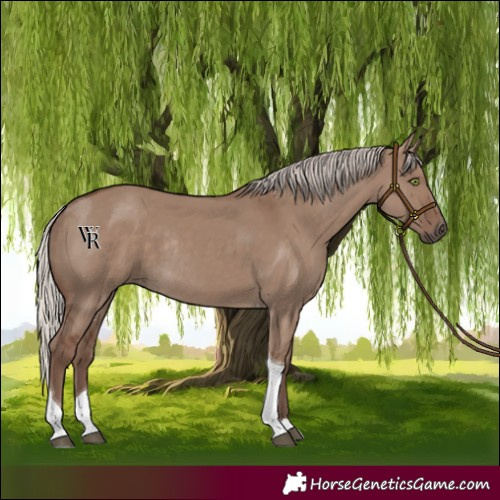 Horse Color:Silver Grullo Tobiano Rabicano 