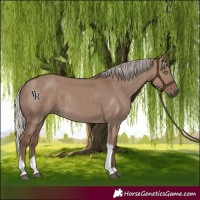 Horse Color:Silver Grullo Tobiano Rabicano