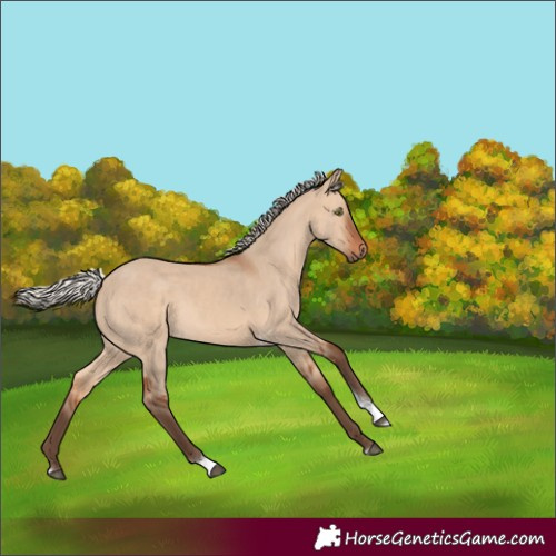 Horse Color:Silver Bay Dun Tobiano Rabicano