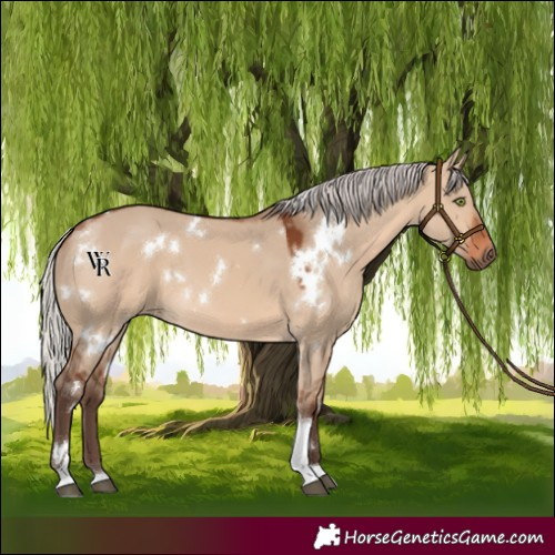 Horse Color:White Spotted Silver Brown Dun Tobiano Rabicano 
