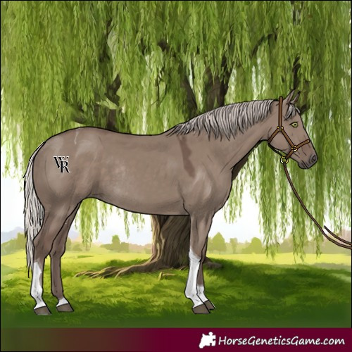 Horse Color:Silver Grullo Tobiano Rabicano 