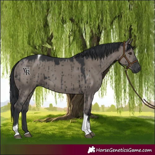 Horse Color:Grullo Tobiano Rabicano Brindle 