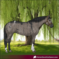 Horse Color:Grullo Tobiano Rabicano Brindle 