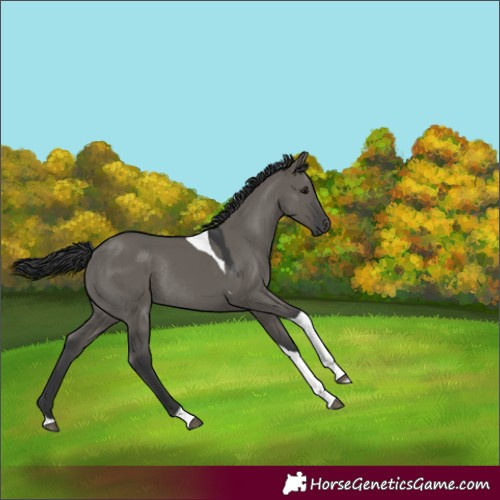 Horse Color:Grullo Tobiano Rabicano