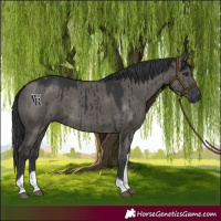 Horse Color:Grullo Tobiano Rabicano Brindle 