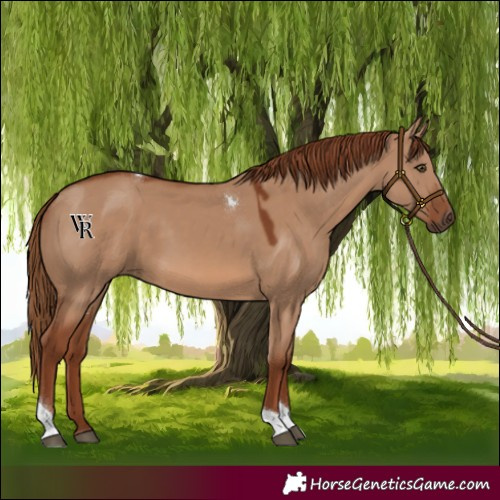 Horse Color:Red Dun Tobiano Rabicano 