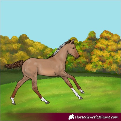 Horse Color:Red Dun Tobiano Rabicano 