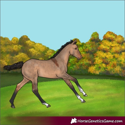 Horse Color:Bay Dun Tobiano Rabicano 