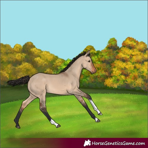 Horse Color:Bay Dun Tobiano Rabicano