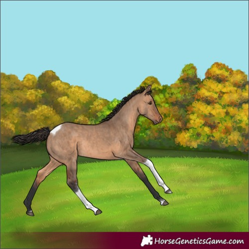Horse Color:Bay Dun Tobiano Rabicano Brindle 