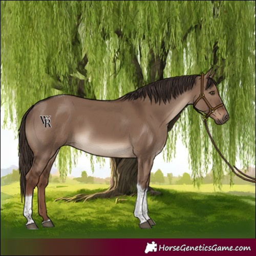 Horse Color:Liver Red Dun Tobiano Rabicano 