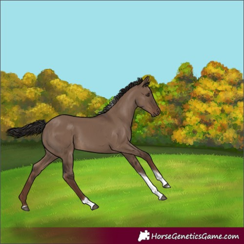 Horse Color:Liver Red Dun Tobiano Rabicano