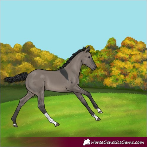 Horse Color:Grullo Tobiano Rabicano 