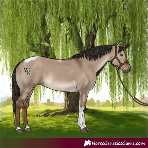 Horse Color:Liver Red Dun Tobiano Rabicano