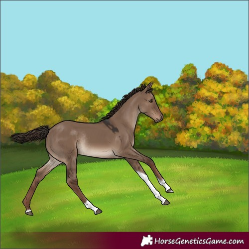 Horse Color:Liver Red Dun Tobiano Rabicano 
