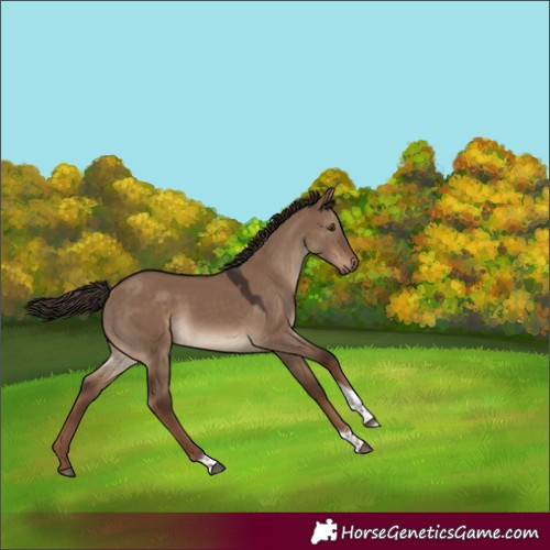 Horse Color:Liver Red Dun Tobiano Rabicano 