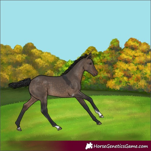 Horse Color:Brown Dun Tobiano Rabicano