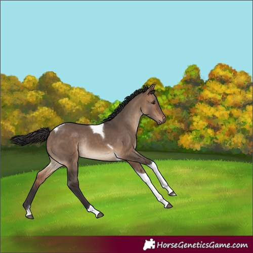 Horse Color:Bay Dun Tobiano Rabicano 
