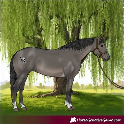 Horse Color:Grullo Tobiano Rabicano