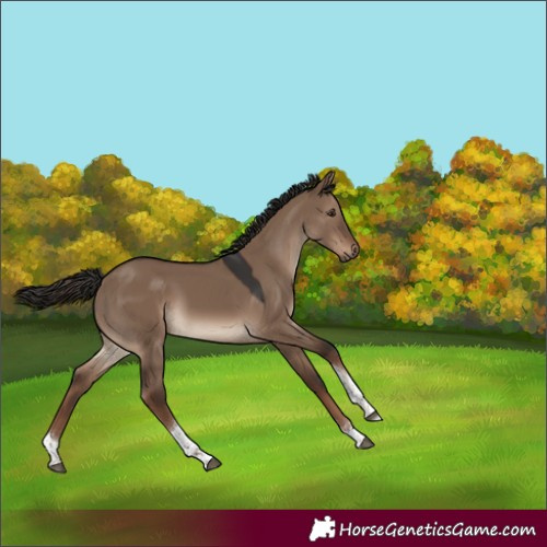 Horse Color:Liver Red Dun Tobiano Rabicano