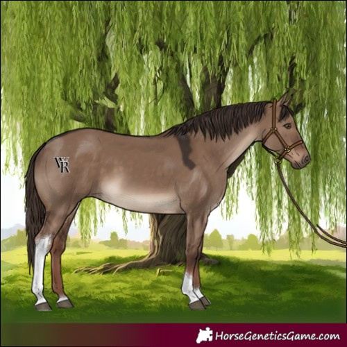 Horse Color:Liver Red Dun Tobiano Rabicano 